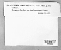 Arthonia astroidestera image